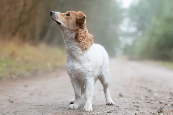 Pies do adopcji, Nowodwór, 28 grudnia 2025 (2/5)