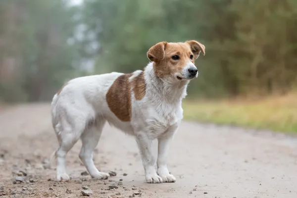 Pies do adopcji, Nowodwór, 28 grudnia 2025 (4/5)