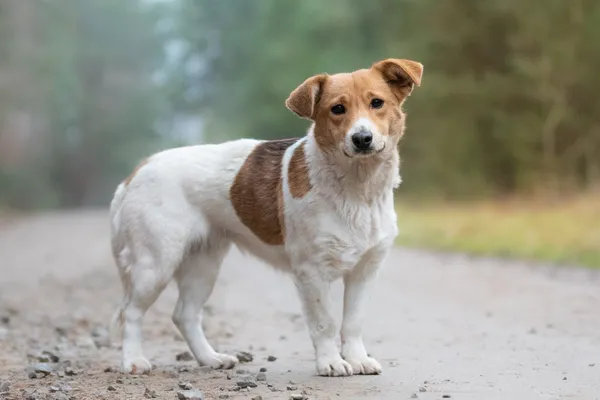 Pies do adopcji, Nowodwór, 28 grudnia 2025 (5/5)