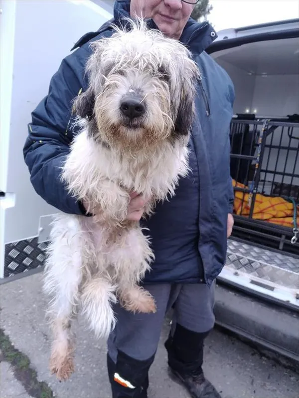 Znaleziono psa, Racibórz, 24 grudnia 2025