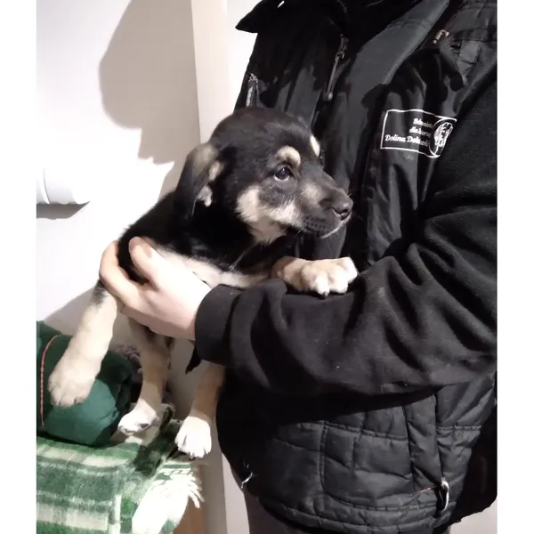 Znaleziono psa, Białystok, 3 grudnia 2025