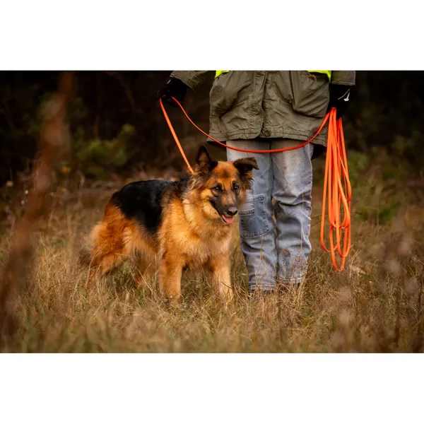 Znaleziono psa, Białystok, 2 października 2025 (4/5)