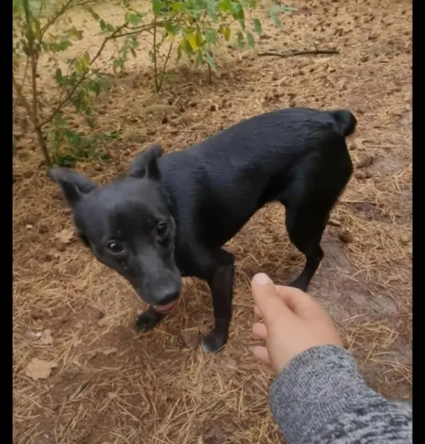 Pies do adopcji, Rytlów, 30 grudnia 2025