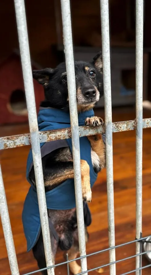 Pies do adopcji, Rytlów, 30 grudnia 2025