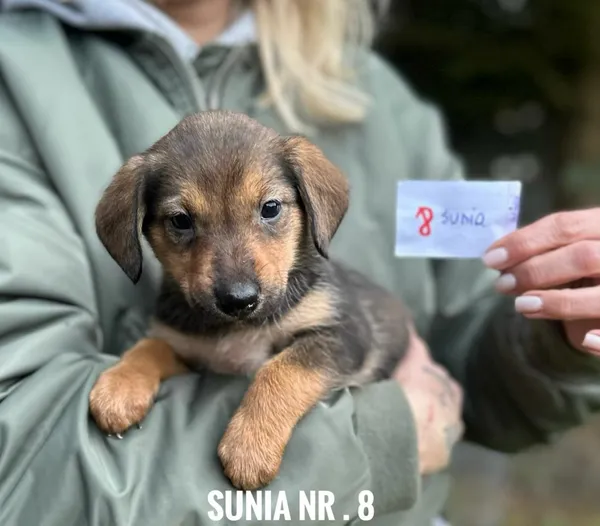 Pies do adopcji, Rytlów, 30 grudnia 2025 (2/5)