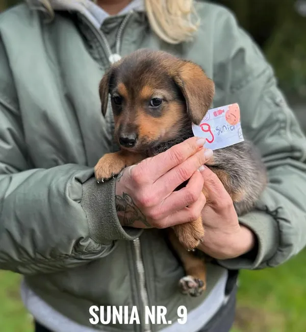 Pies do adopcji, Rytlów, 30 grudnia 2025 (3/5)