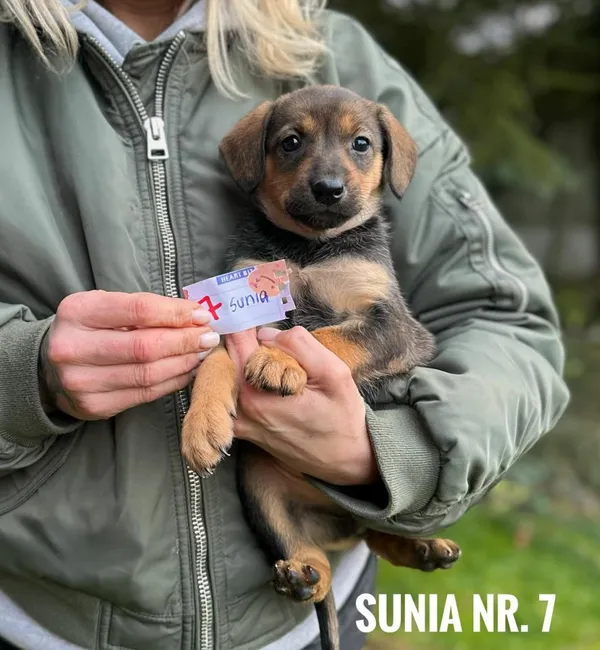 Pies do adopcji, Rytlów, 30 grudnia 2025 (4/5)