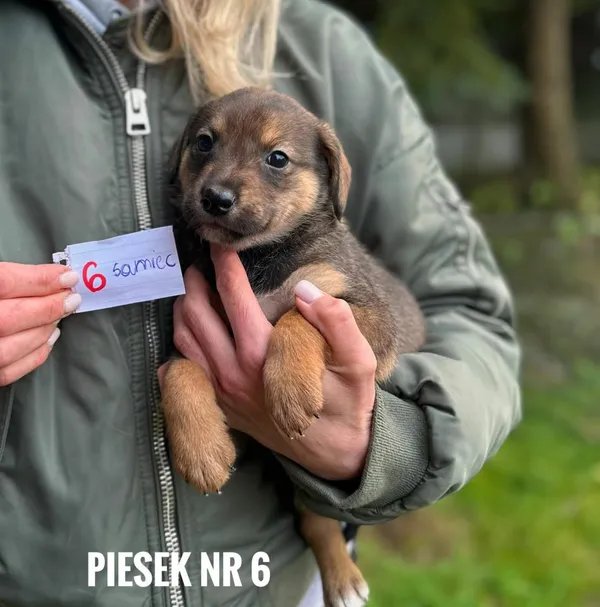 Pies do adopcji, Rytlów, 30 grudnia 2025 (5/5)