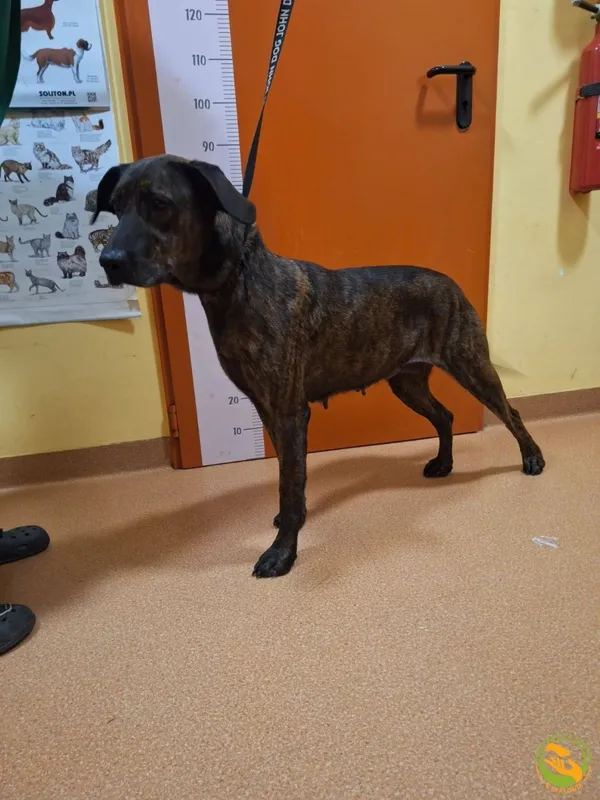 Znaleziono psa, Skałowo, 30 grudnia 2025 (1/2)