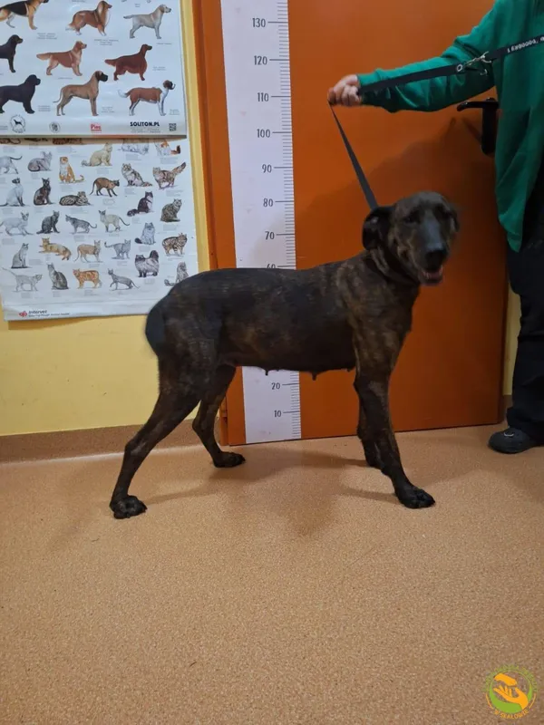 Znaleziono psa, Skałowo, 30 grudnia 2025 (2/2)