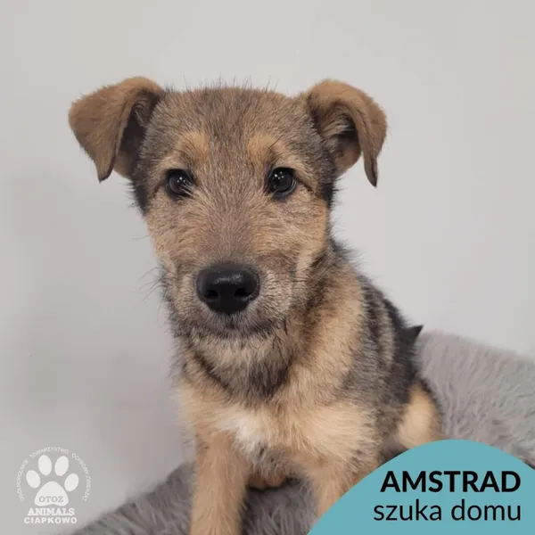 Pies do adopcji, Gdynia, 30 grudnia 2025 (1/5)