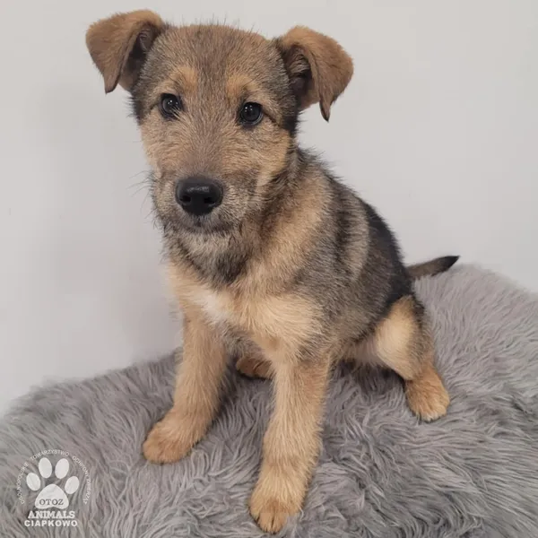 Pies do adopcji, Gdynia, 30 grudnia 2025 (2/5)