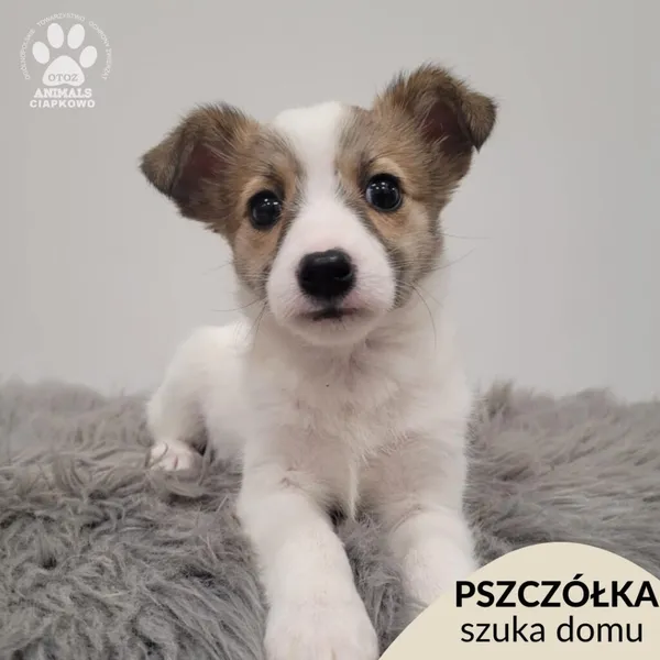 Pies do adopcji, Gdynia, 30 grudnia 2025 (1/5)