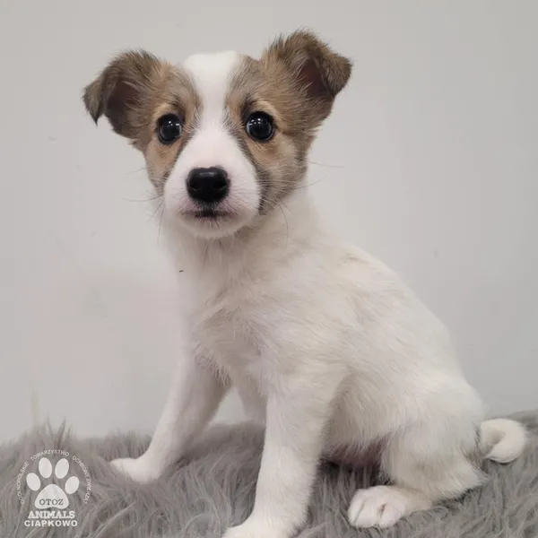 Pies do adopcji, Gdynia, 30 grudnia 2025 (2/5)