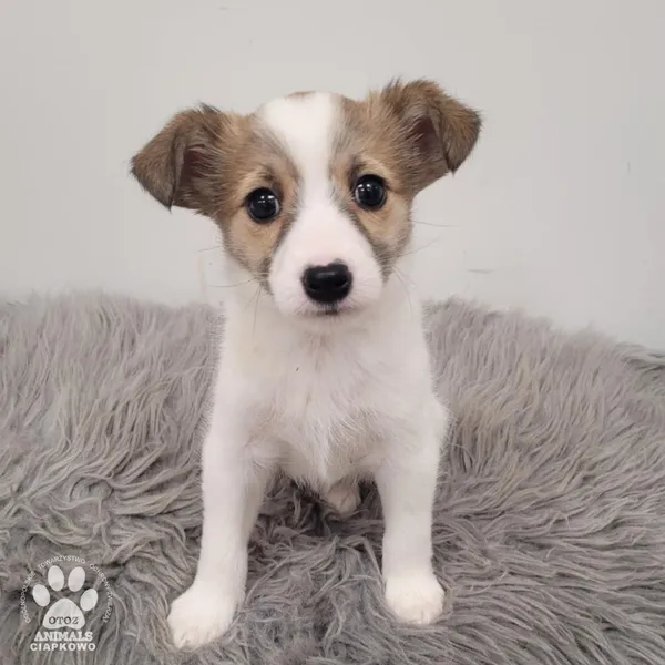 Pies do adopcji, Gdynia, 30 grudnia 2025 (3/5)