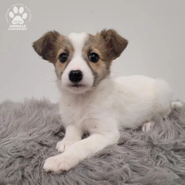 Pies do adopcji, Gdynia, 30 grudnia 2025 (4/5)