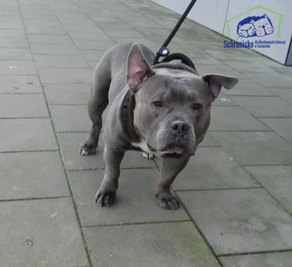 Znaleziono psa, Szczecin, 30 grudnia 2025