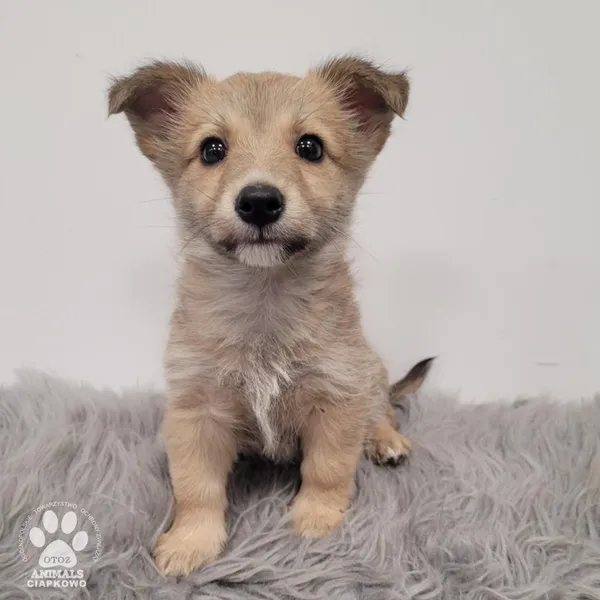 Pies do adopcji, Gdynia, 30 grudnia 2025 (3/5)