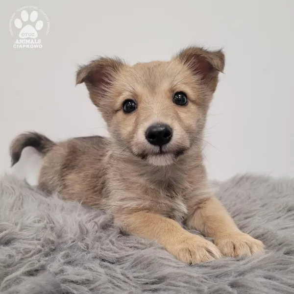 Pies do adopcji, Gdynia, 30 grudnia 2025 (5/5)