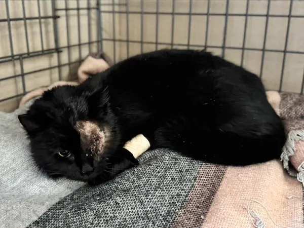 Znaleziono kota, Bydgoszcz, 30 grudnia 2025