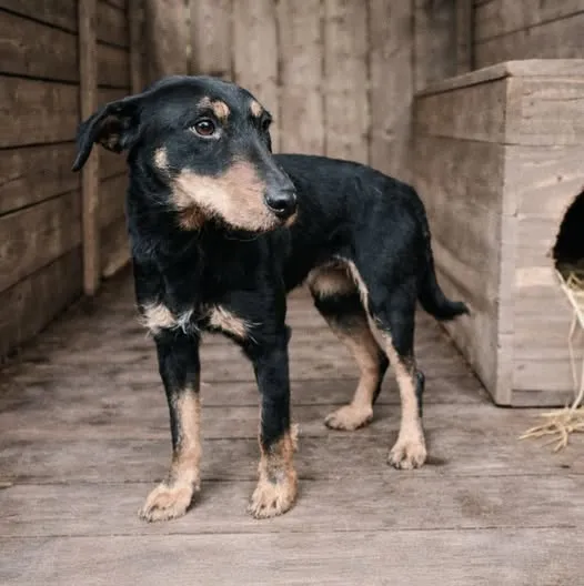 Pies do adopcji, Ropczyce, 30 grudnia 2025
