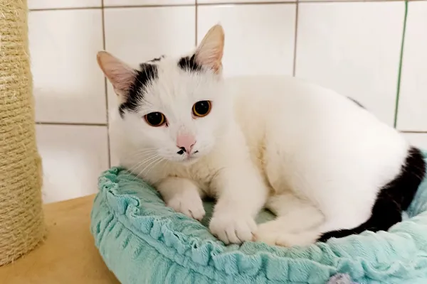 Znaleziono kota, Wałbrzych, 18 grudnia 2025