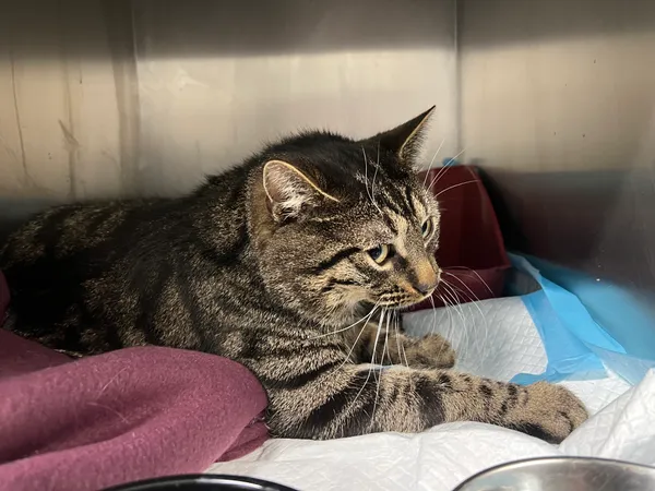 Znaleziono kota, Bydgoszcz, 29 grudnia 2025