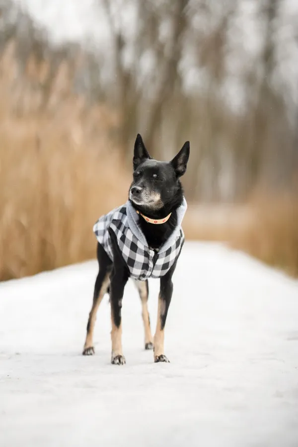 Znaleziono psa, Sosnowiec, 27 grudnia 2025 (3/5)