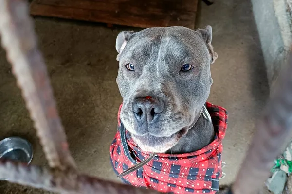 Znaleziono psa, Wałbrzych, 23 grudnia 2025