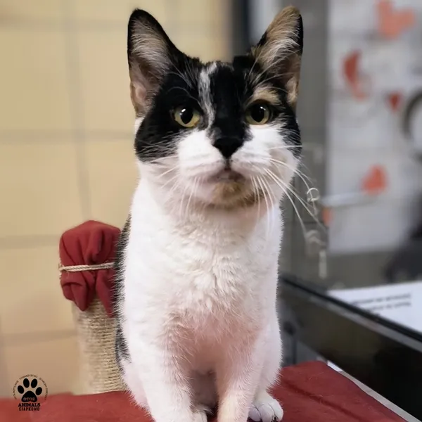 Kot do adopcji, Gdynia, 30 grudnia 2025 (2/3)