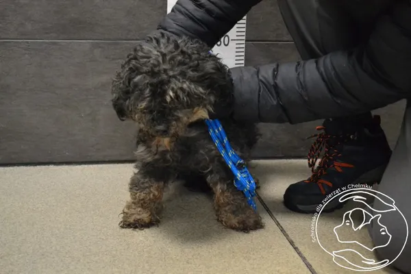 Pies do adopcji, Chełmek, 29 listopada 2025