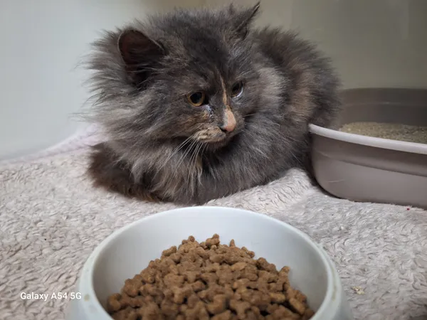 Kot do adopcji, Orzechowce, 30 grudnia 2025 (2/3)