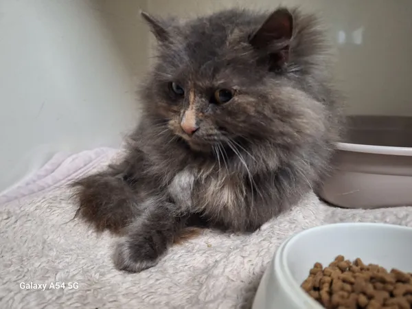 Kot do adopcji, Orzechowce, 30 grudnia 2025 (3/3)