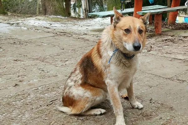 Znaleziono psa, Wałbrzych, 29 grudnia 2025 (2/2)