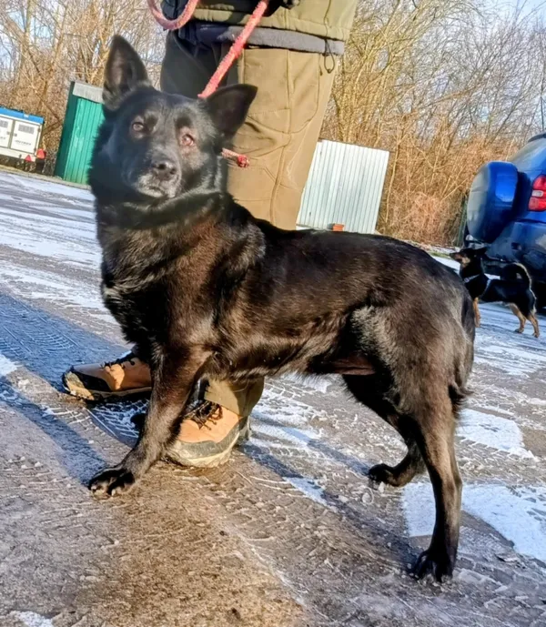 Znaleziono psa, Pieckowo, 30 grudnia 2025 (1/2)