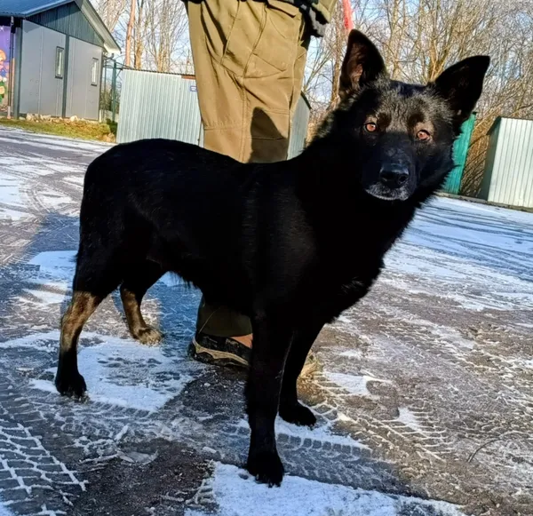 Znaleziono psa, Pieckowo, 30 grudnia 2025 (5/5)