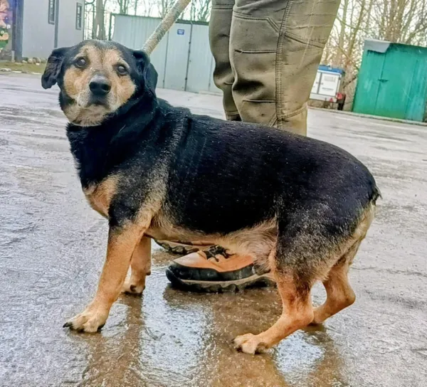 Znaleziono psa, Pieckowo, 30 grudnia 2025 (2/2)