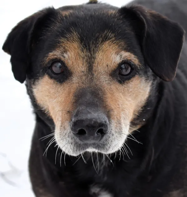 Znaleziono psa, Pieckowo, 30 grudnia 2025 (1/5)