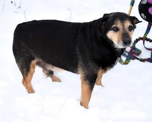 Znaleziono psa, Pieckowo, 30 grudnia 2025 (2/5)