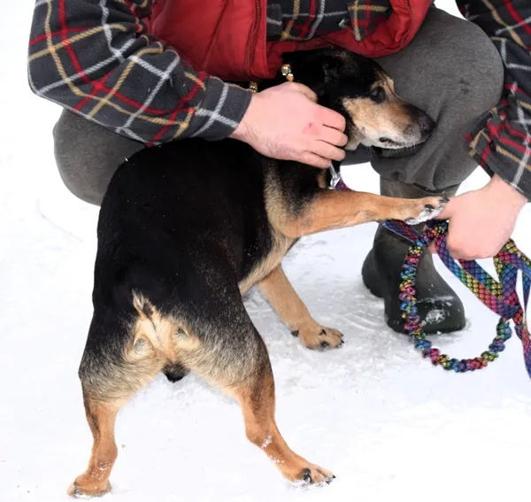 Znaleziono psa, Pieckowo, 30 grudnia 2025 (3/5)