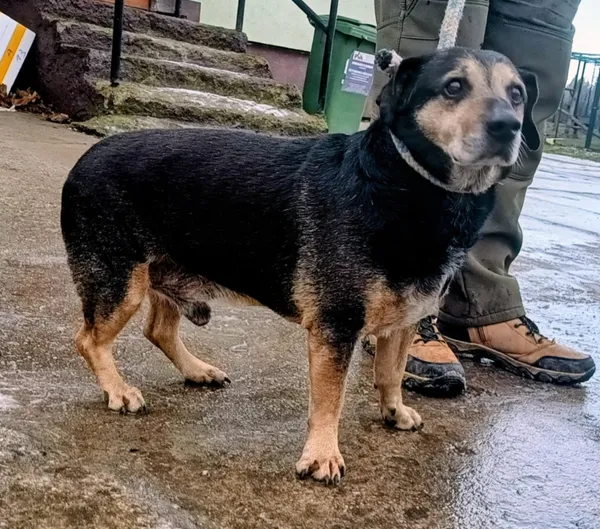 Znaleziono psa, Pieckowo, 30 grudnia 2025 (4/5)