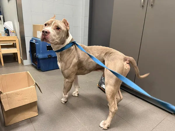 Znaleziono psa, Bydgoszcz, 17 grudnia 2025