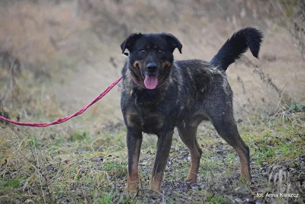 Znaleziono psa, Toruń, 1 grudnia 2025