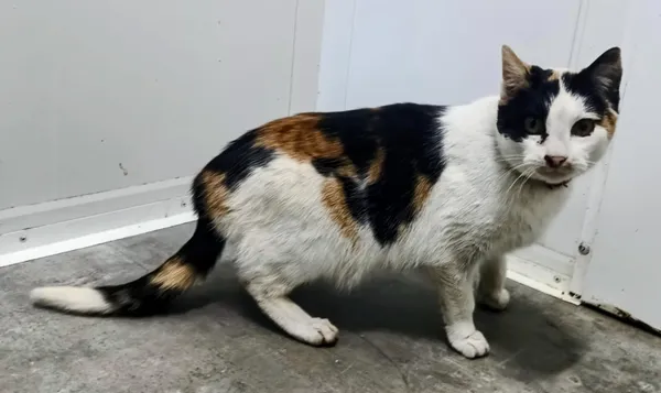 Znaleziono kota, Pieckowo, 30 grudnia 2025 (1/2)