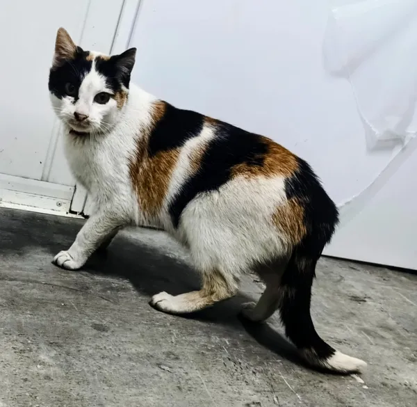 Znaleziono kota, Pieckowo, 30 grudnia 2025 (2/2)