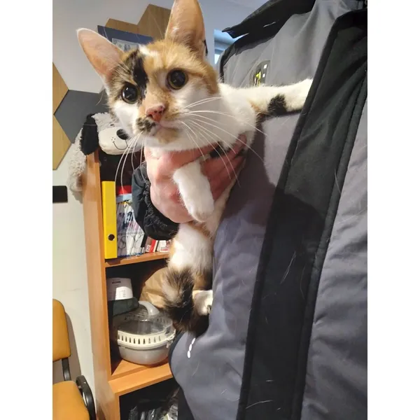 Znaleziono kota, Białystok, 31 grudnia 2025