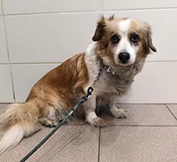 Znaleziono psa, Siedlce, 29 grudnia 2025