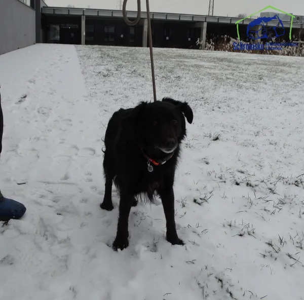 Znaleziono psa, Szczecin, 31 grudnia 2025