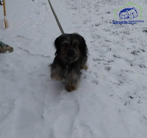 Znaleziono psa, Szczecin, 31 grudnia 2025