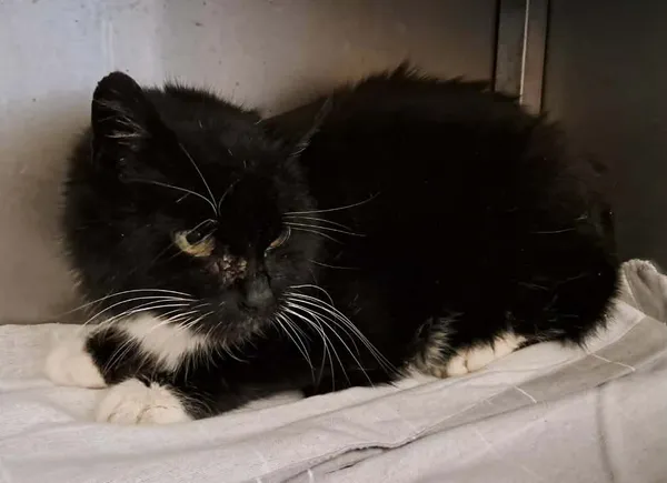 Znaleziono kota, Olsztyn, 29 grudnia 2025